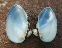 Alasmidonta undulata