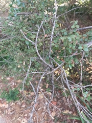 Rhamnus crocea