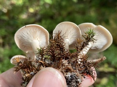 Pseudoomphalina compressipes