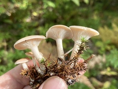 Pseudoomphalina compressipes