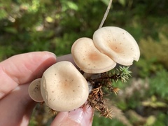 Pseudoomphalina compressipes