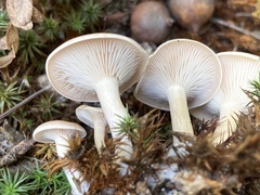 Pseudoomphalina compressipes