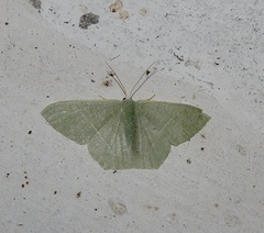 Pelagodes antiquadraria