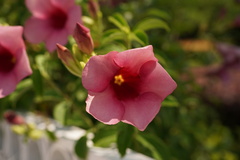 Allamanda blanchetii