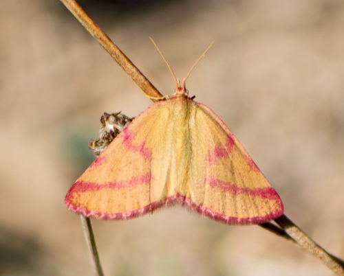 Purple-barred Yellow