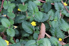 Geum