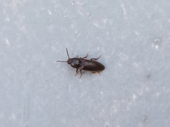 Elateridae