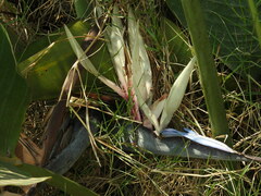 Strelitzia nicolai