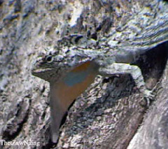 Draco maculatus