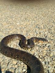 Hemorrhois hippocrepis