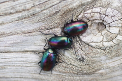 Tenebrioninae