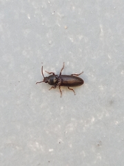 Elateridae