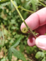 Agrimonia gryposepala