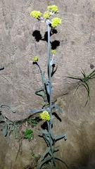 Pseudognaphalium affine