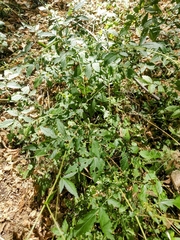 Agrimonia gryposepala