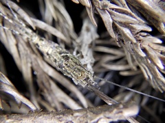 Pedetontus nipponicus