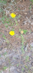 Bradburia pilosa