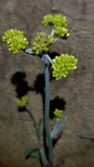 Pseudognaphalium affine