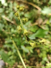 Agrimonia gryposepala