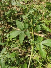 Agrimonia gryposepala