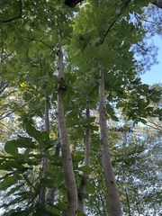 Magnolia macrophylla