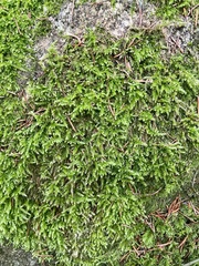 Hypnum cupressiforme