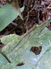 Anolis limifrons