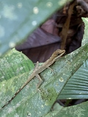 Anolis limifrons