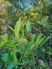 Smilax laurifolia