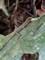 Anolis limifrons