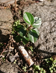 Cotoneaster hjelmqvistii