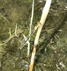 Ischnura pumilio