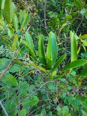 Smilax laurifolia