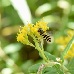 Syrphus rectus