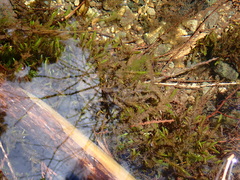 Fontinalis antipyretica