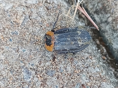 Oxelytrum discicolle