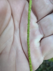 Lycopodiella appressa