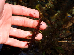 Fontinalis antipyretica