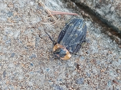 Oxelytrum discicolle