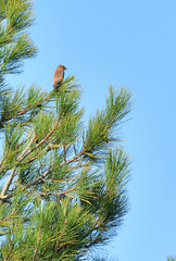 Loxia pytyopsittacus