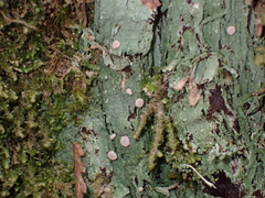 Icmadophila ericetorum