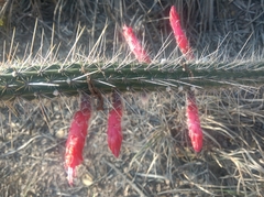 Cleistocactus baumannii