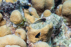 Stegastes partitus