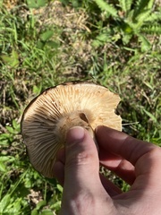 Russula nigricans