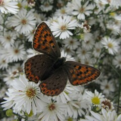 Lycaena
