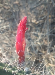 Cleistocactus baumannii