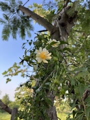 Pereskia aculeata