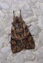 Lithophane consocia
