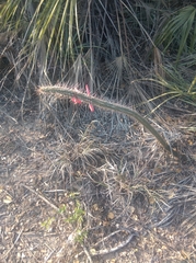 Cleistocactus baumannii