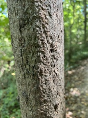 Acer leucoderme